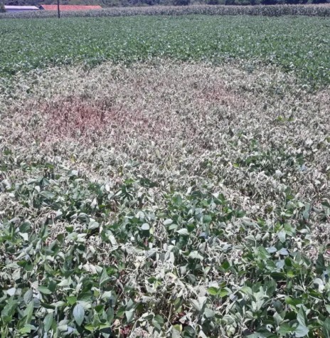 Área de soja danificada por um raio na proriedade do agricultor Valmir Schkalei.
Imagem: Acervo O Presente - FOTO 10 -