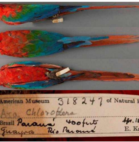 || Exemplares de arara-vermelha grande, taxidermizados, coletados em Guaíra (PR), em abril de 1930, em vista lateral, dorsal e ventral, no Museu Americano de História Natural. Etiqueta original de Emil Kämpfer.
Imagem de Thomas J Trombo - FOTO 12 - 

