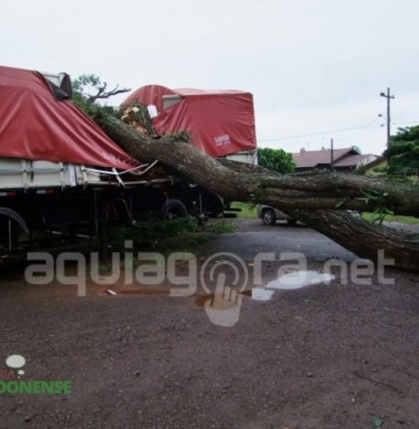 || Árvore que caiu em cima de um caminhão durante temporal de 09 de dezembro de 2015. Imagem: Acervo AquiAgora.net - FOTO 15 -