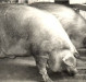 Porco com mais de 100 kg, era o peso mínimo que tinha que ter para ser vendido para o frigorífico. Com o decurso dos anos e com a suinocultura moderna, esse peso foi diminuindo.