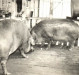 A criação de suínos, na época, mais conhecido como engorda de porcos, foi a atividade econômica mais forte entre os colonos de Marechal Cândido Rondon, nas décadas pioneiras de 1950, 1960 e 1970. A antiga designação de criador de porco foi substituída por suinocultor. E porco, passou a ser suíno. A antiga designação de colono é agora agricultor ou empresário agrícola .