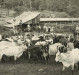 Animais para abate junto ao matadouro de propriedade de Helmuth Koch. 
O estabelecimento fica na chácara ao final da Rua Sergipe, no lado oeste da cidade de Marechal Cândido Rondon. 
