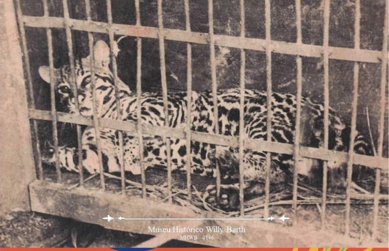 Jaguatirica pega por João Zanolla no KM-41 em 1951. 
Doador: Orizontina Zanolla, em 25/07/1985.
Imagem: Acervo Museu Histórico Willy Barth (Toledo - PR).