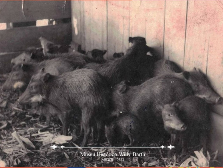 Porcos do mato caçados por Osvaldo Hartmann em Dez de Maio, município de Toledo,  mais ou menos em 1955/56.
Osvaldo fez um cercado no mato e prendeu-os, quando a família precisava de carne matava um porco do mato. 
Doador: Ervino José Hertz, em 01/09/1987.
Imagem: Acervo Museu Histórico Willy Barth (Toledo - PR). 