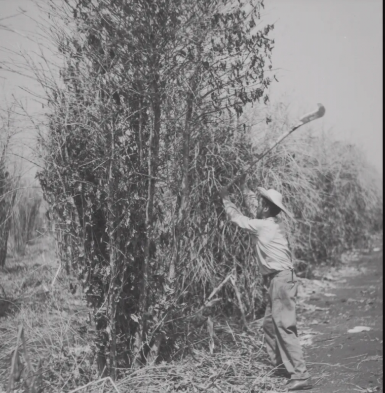 || Colono usando uma enxada para tentar acabar com incêndio, em 1963 — Foto: Reprodução Livro “1963: O Paraná em Chamas”/ Fotógrafo: Armínio Kaiser - legenda G1.globo.com