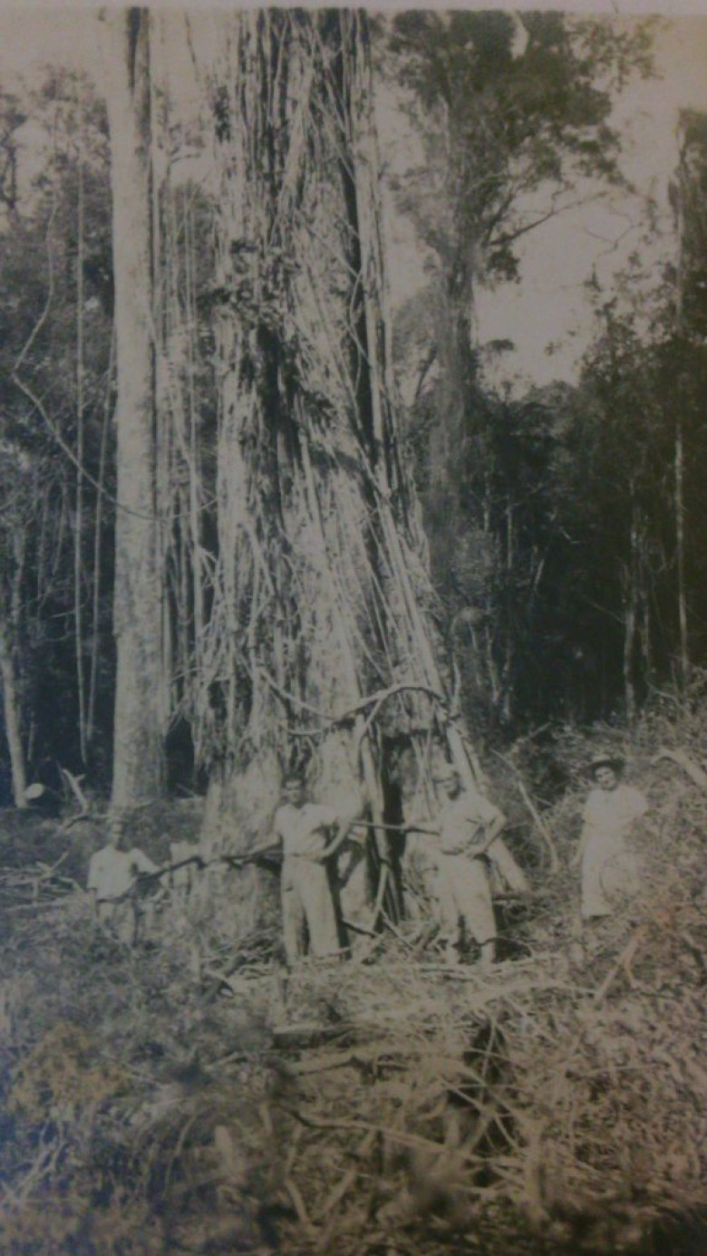 || Pioneiro rondonense Benno Weirich, esposa Alice, irmão Lauro e mais um ajudante, em serviço de derrubada de uma imponente árvore na atual cidade de Marechal Cândido Rondon, no começo da década de 1950.
Imagem: Acervo de Cléio Krause (Naranjal - Paraguai), foto tirada por seu pai Alfredo Krause, 1º fotógrafo de Marechal Cândido Rondon.