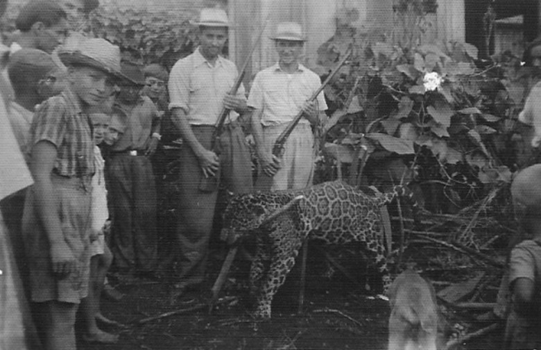 Alfredo Nied, ao centro, de camisa de mangas arregaçadas,  posando com a onça caçada. 
Imagem: Acervo Familia Seyboth 