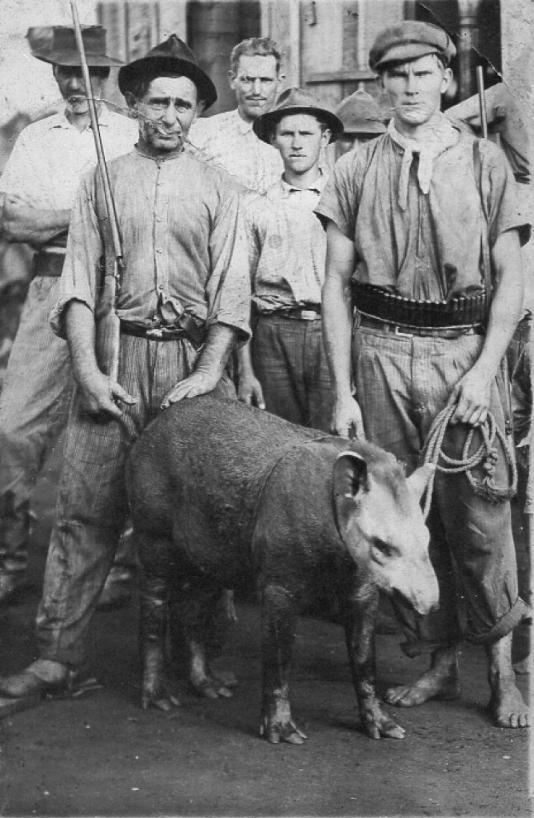Uma jovem anta, ao que parece viva. 
À esquerda para a direita, a frente: o pioneiro Gustavo Fetter, no meio - não identificado, e Waldemar Eckert 