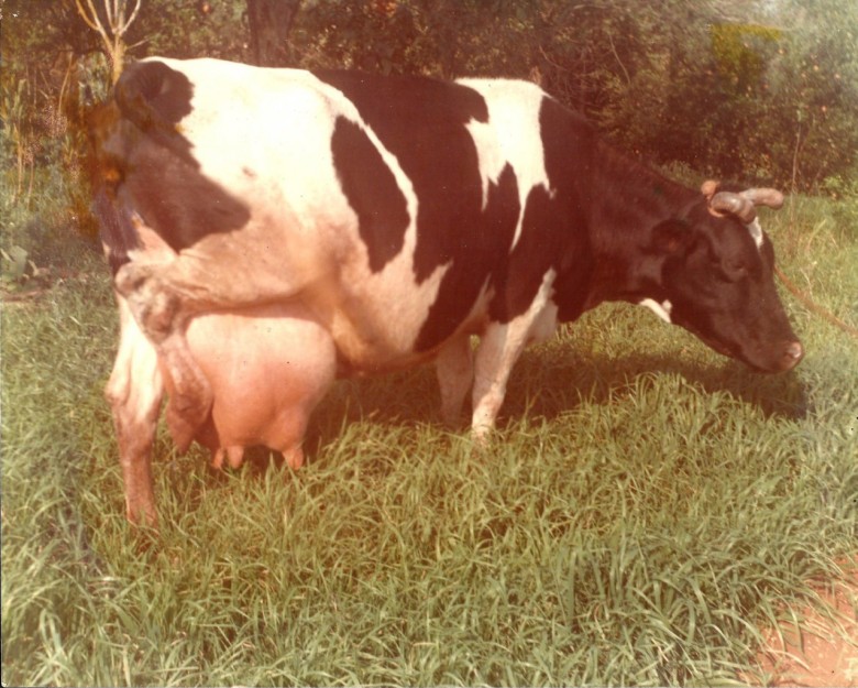 Primeira vaca holandesa com pedigree em Marechal Cândido Rondon, de propriedade da Quinta das Seleções. 
A reprodutora deixou larga descendência no município, cuja genética está presente em vários animais bovinos na região. 