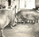 A criação de suínos, na época, mais conhecido como engorda de porcos, foi a atividade econômica mais forte entre os colonos de Marechal Cândido Rondon, nas décadas pioneiras de 1950, 1960 e 1970. A antiga designação de criador de porco foi substituída por suinocultor. E porco, passou a ser suíno. A antiga designação de colono é agora agricultor ou empresário agrícola .