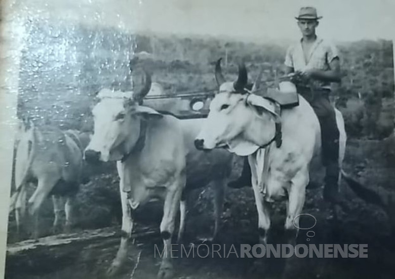 Pioneiro Adolfo Oscar Kunzler com sua junta de bois zebus.