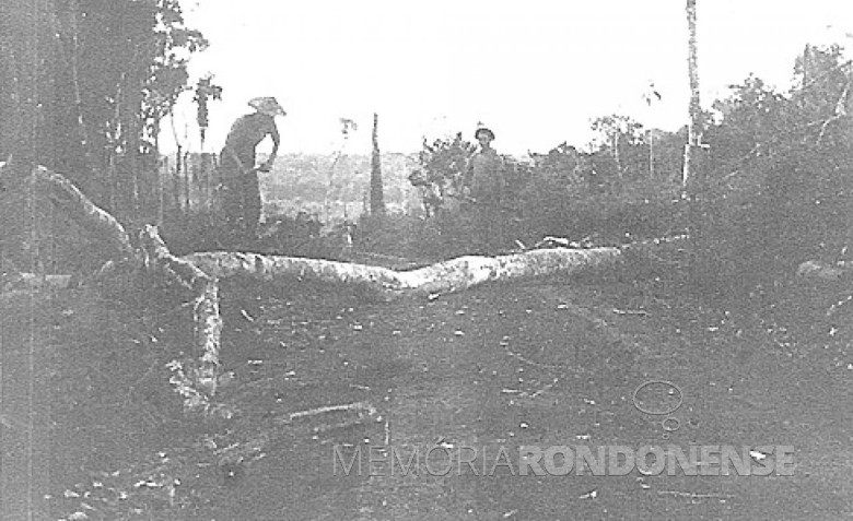 Derrubada de mato à machado, em  1953.