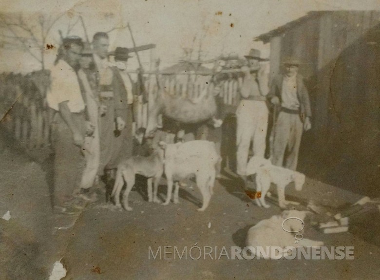 Mais um grupo de caçadores formado por pioneiros rondonenses exibindo o produto da caça: um veado carregado do local do abate até vila, num varal. 