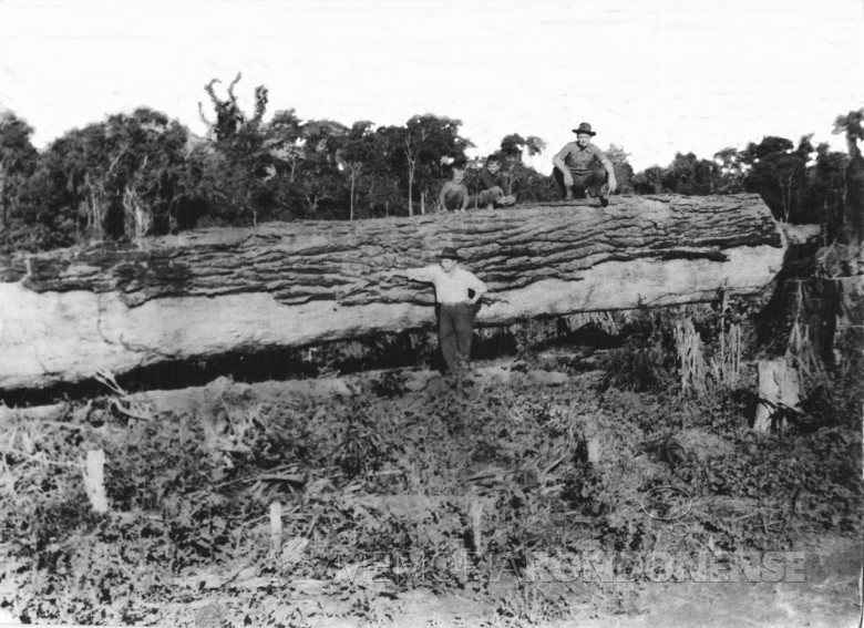 Toras de madeira Peróba, General Rondon, 1955.