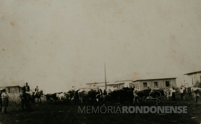 Outra vista da tropa de gado bovino do pioneiro  Wiebusch, recém chegado de Piratuba, SC. 