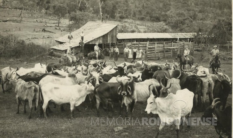 Animais para abate junto ao matadouro de propriedade de Helmuth Koch. 
O estabelecimento fica na chácara ao final da Rua Sergipe, no lado oeste da cidade de Marechal Cândido Rondon. 
