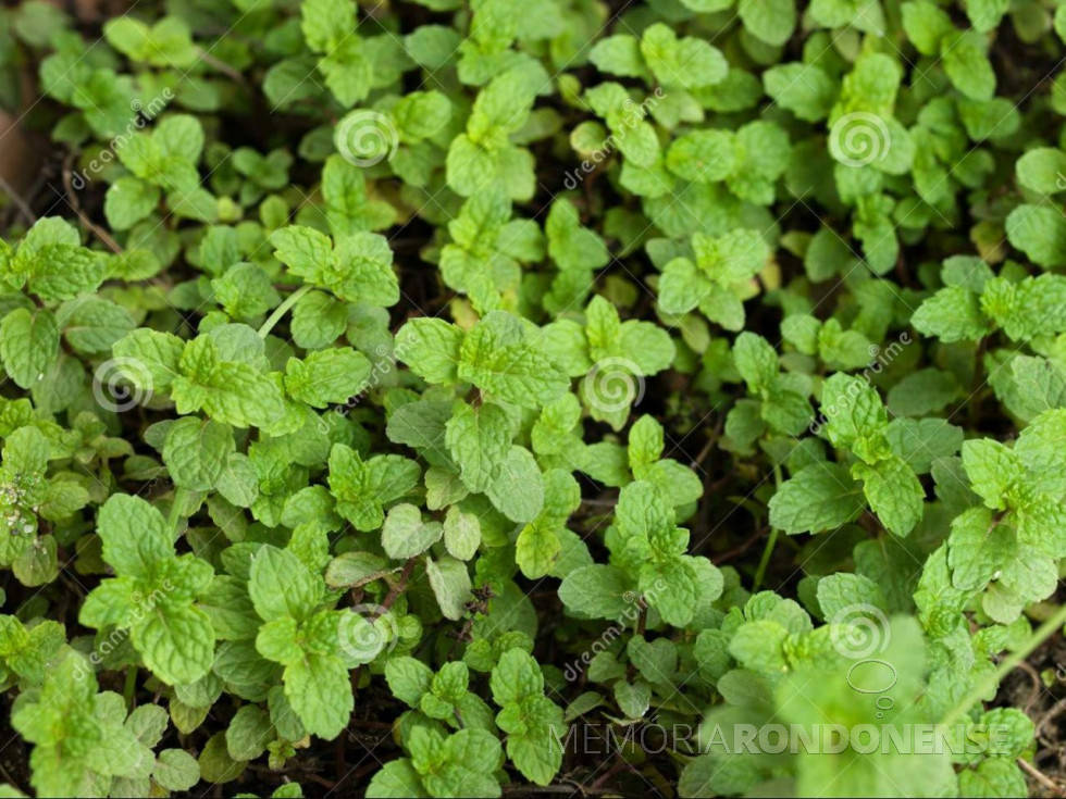 Mentha arvensis trazida ao Brasil pelas mãos dos japoneses.
Imagem: Acervo Dreamstime.com