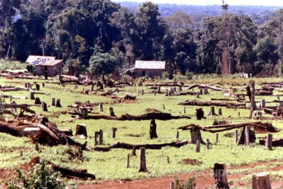 Plantação de hortelão no interior do município de Marechal Cândido Rondon (PR).
Imagem: Acervo Jorge Roberto Freitag (Raúl Peña - Paraguai).