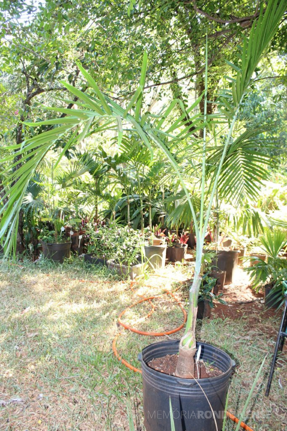 Gaussia Maya: planta rústica, originária da América do Norte, pode chegar a 20 metros de altura. Possui frutificação no tronco.
Foto: Sandro Mesquita/OP