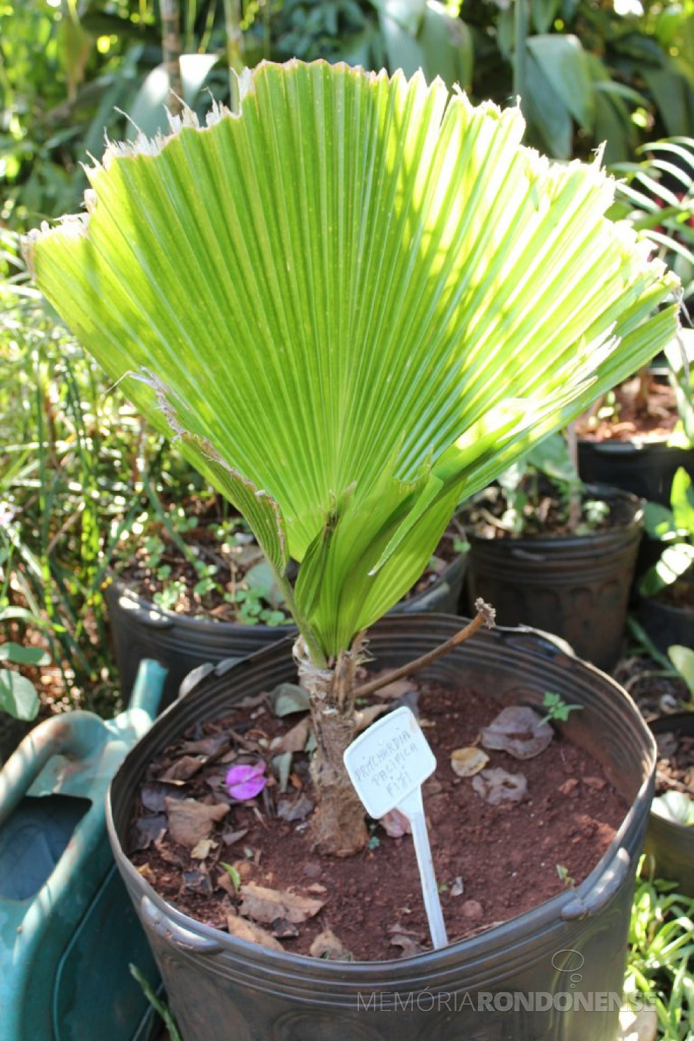 Pritchardia Pacifica: nome popular é palmeira-leque-de-fiji e pode atingir 12 metros de altura e cinco de diâmetro.
Foto: Sandro Mesquita/OP