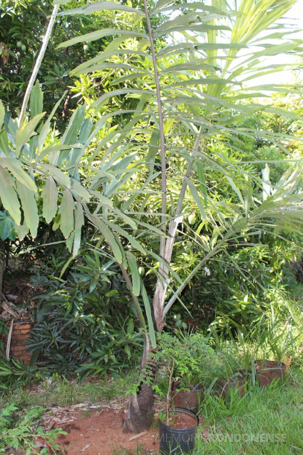 Wallichia Disticha: originária da região Norte da Índia. Conhecida como a palmeira leque do himalaia, a espécie atinge entre cinco e oito metros de altura no máximo, o que a diferencia de grande número de outras variedades de palmeiras, que geralmente são mais altas.
Foto: Sandro Mesquita/OP