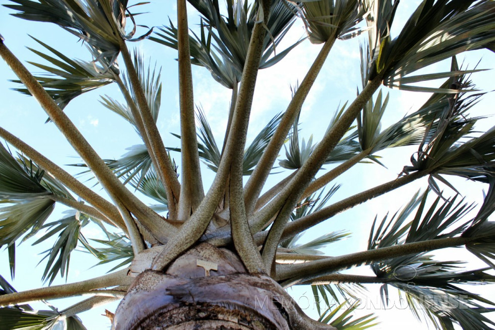 Bismarckia nobilis: palmeira azul é o nome popular dessa planta originária da região de Madagascar, na África, e recebeu esse nome graças à coloração levemente azulada de suas folhas. Além disso, é bem conhecida pelo formato de leque que sua folhagem possui.
Foto: Sandro Mesquita/OP