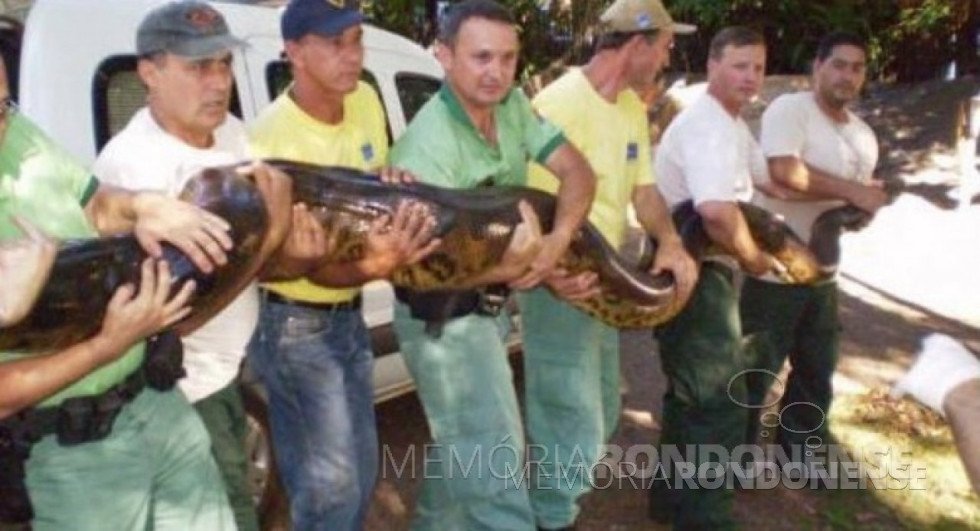 || Pescadores e monitores ambientais com a sucuri pescada no Rio Guaçu. 
Imagem: Acervo zonaderisco.blogspot.com - FOTO 10 - 