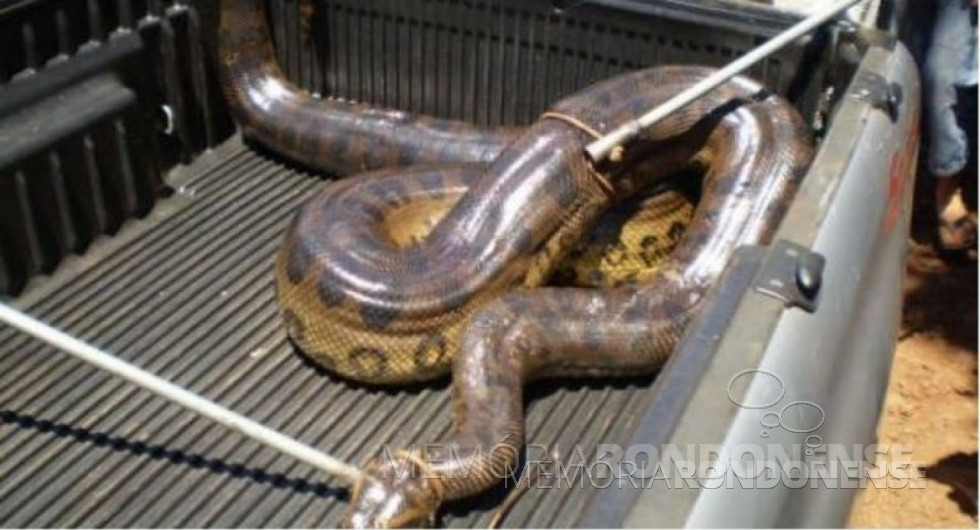 || A cobra sucuri na pickup da  Polícia Ambiental do Paraná para ser levada ao Parque das Aves, em Foz do Iguaçu.
Imagem:  zonaderisco.blogspot.com - FOTO 19 -
