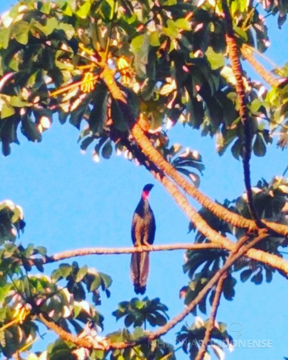 || Jucuaçu pousado no galho de embaúba no jardim do casal Marla e Gilson Scherer., em dezembro de 2019.
Imagem: Acervo do casal - FOTO 12 -