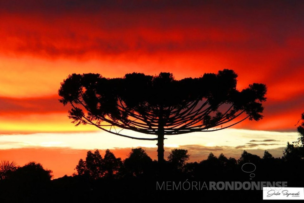 || Pinheiro-do-paraná (Araucaria angustofolia),  que  tem no dia 24 de junho a data nacional. 
Imagem: Acervo e crédito de Júlio Szymaski - Cascavel - PR - FOTO 3 - 