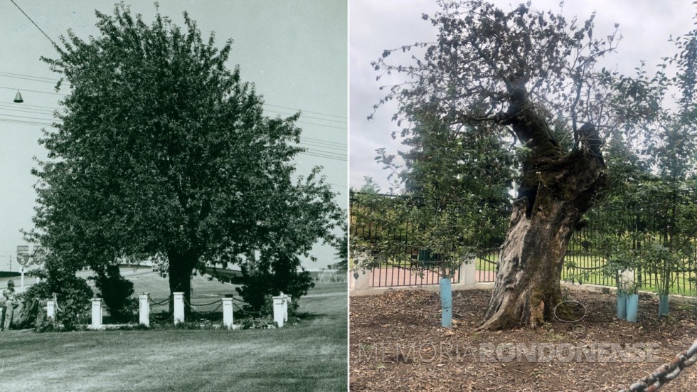 A Velha Macieira em dois momentos: em imagem histórica, sem data (E), e em foto de 2020.
Imagem: Acervo  do Museu Histórico do Condado de Clark/ Cidade de Vancouver, WA - FOTO 10 -