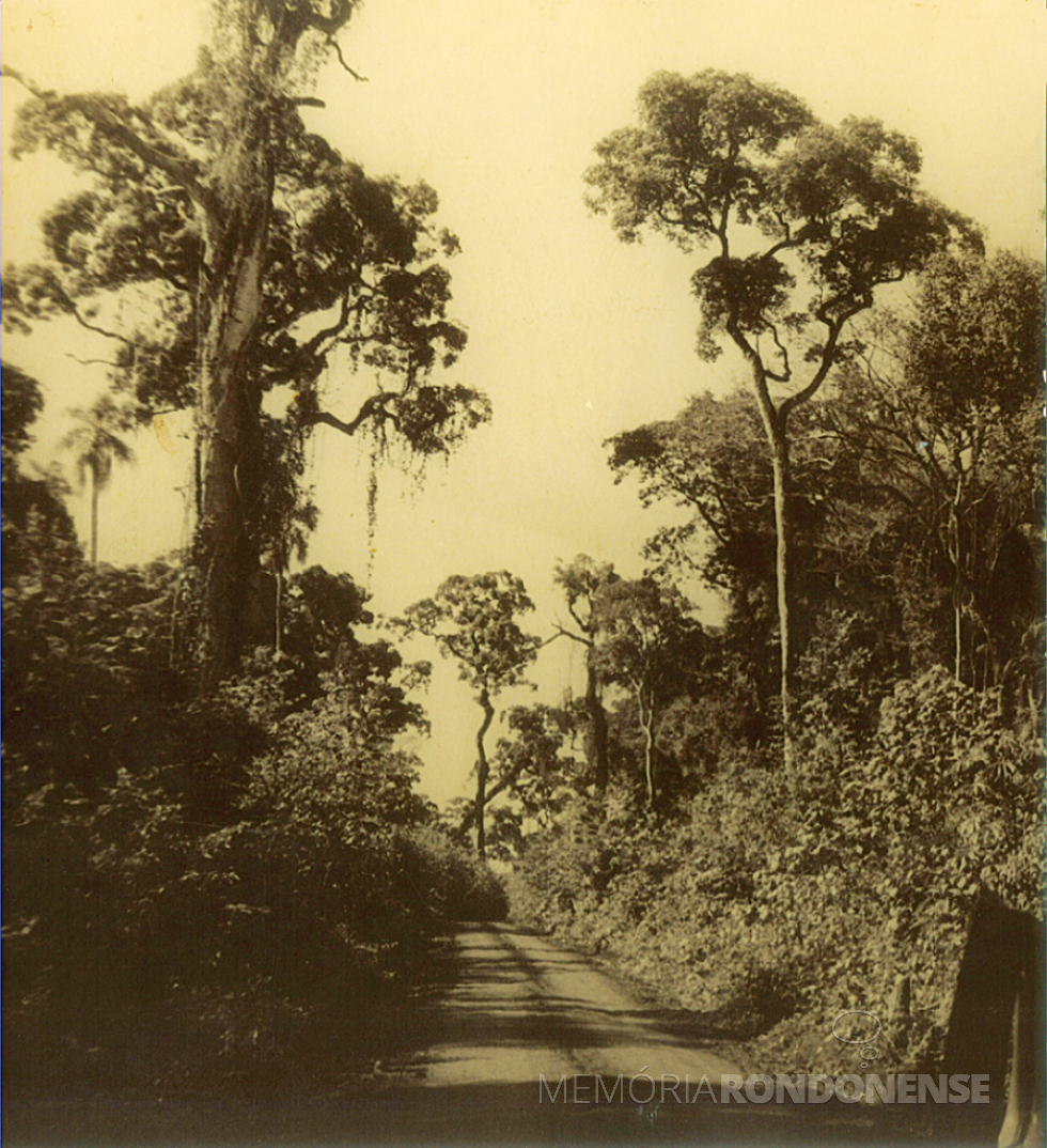 || Vista de trecho da Estrada do Colono no Parque do Iguaçu, em foto de 1970.
Imagem: Acervo Revista Mosaicos - Foz do Iguaçu - FOTO 14 -