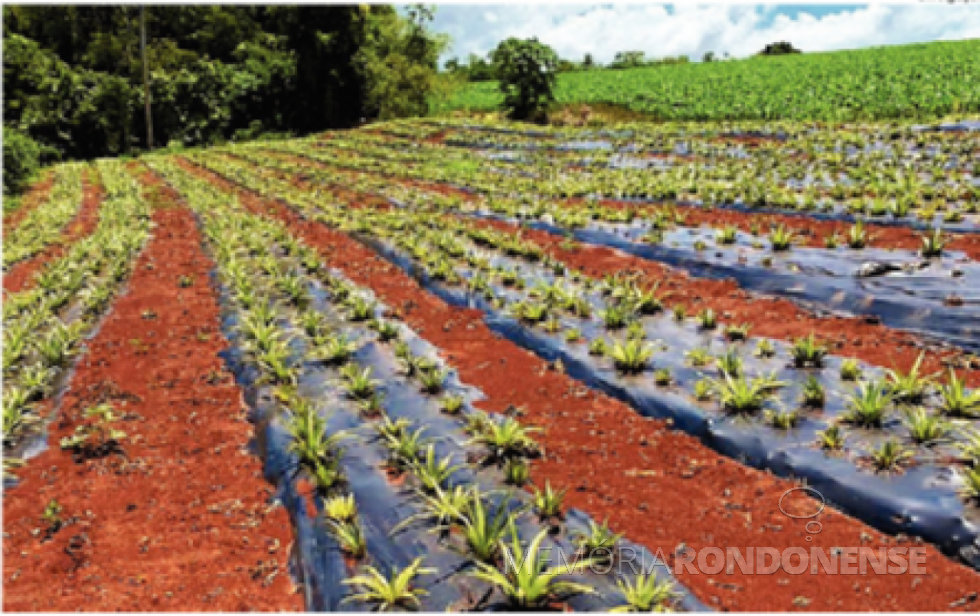 || Experimento de cultivo de abacaxi com o canteiro coberto com lona plástica, no município de Guaíra.
Imagem: Acervo O Presente - FOTO 13  - 