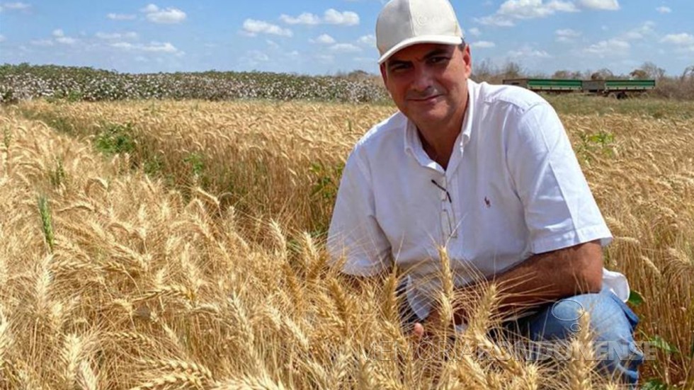 || Agricultor Alexandre Sales em sua lavoura de trigo, a primeira cultivada no Nordeste Brasileiro, no estado do Ceará.
Imagem: Acervo Alattea Agronegócios - FOTO 25 - 