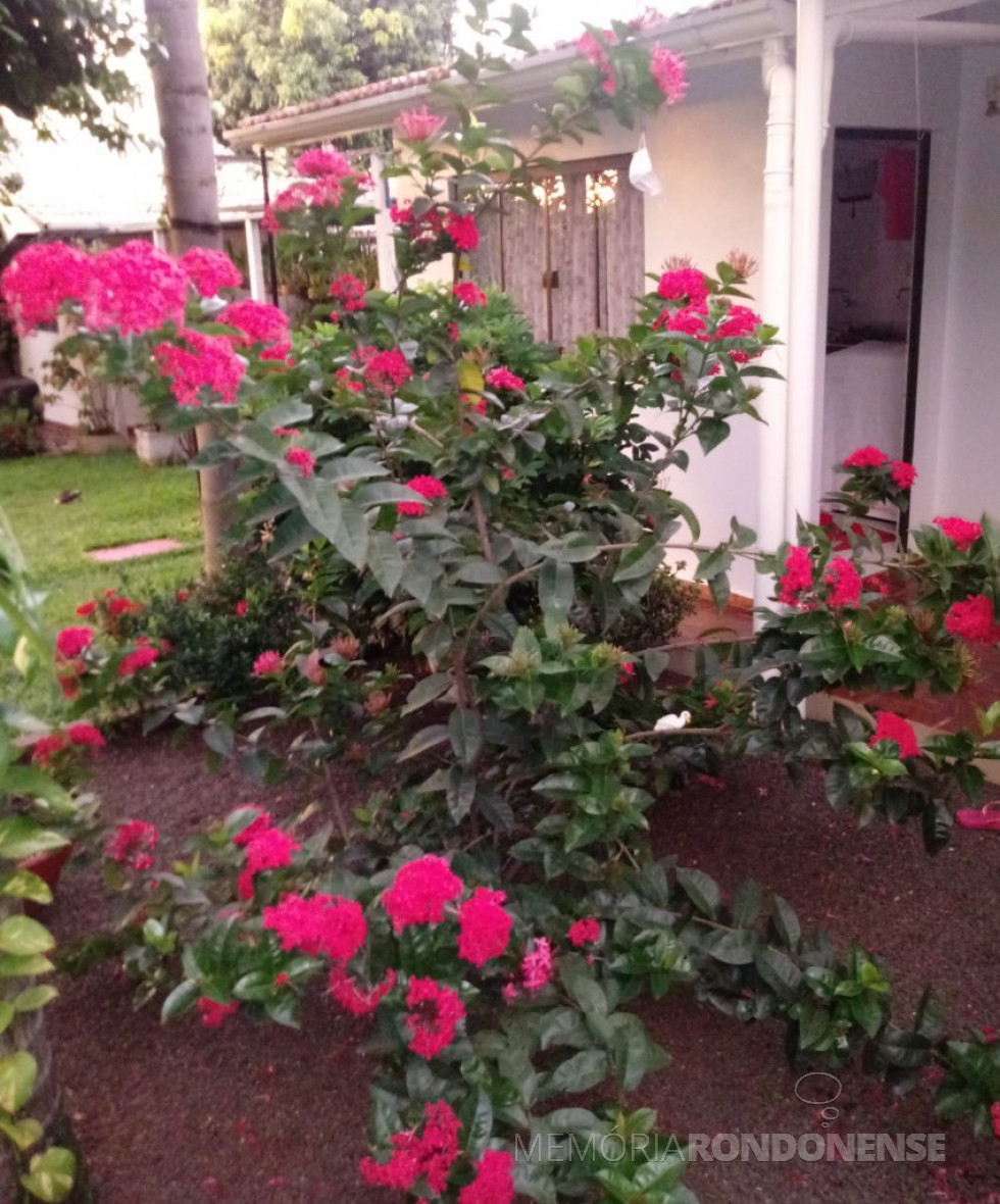 || Florífera Ixora, planta de origem indiana, em intensas floradas na cidade de Marechal Cândido Rondon, na Primavera 2020, nas cores rosas, laranjas, vermelhas, brancas e amarelas. Plantas arbustivas divididas em plantas altas e baixas, conforme a espécie e variedade.
A planta da foto pertence ao jardim de Elenita Foppa Viteck.
Imagem: Acervo e crédito Projeto Memória Rondonense - FOTO 13 -
