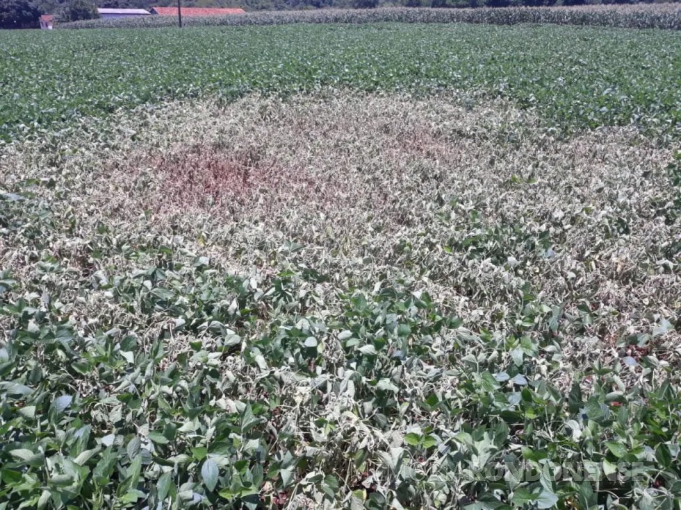 || Área de soja danificada por um raio na proriedade do agricultor Valmir Schkalei, em dezembro de 2020.
Imagem: Acervo O Presente - FOTO 12 -