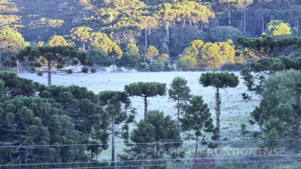 || Formação de geada em pontos da Região Sul em pleno verão de Fevereiro de 2021.
Imagem: Acervo MetSul - FOTO 20 -