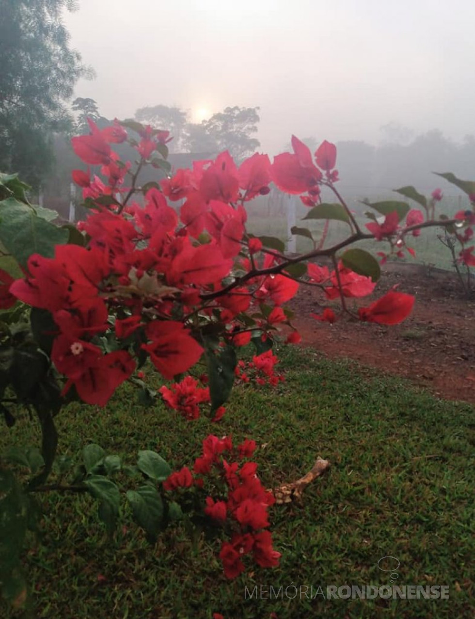 || Outro instantâneo da neblina em Marechal Cândido Rondon, no dia 16 de junho de 2021, na propriedade do casal Roselene e Semildo Laske.
Imagem: Acervo e crédito de Roselene Zimmermann Laske - FOTO 14 -