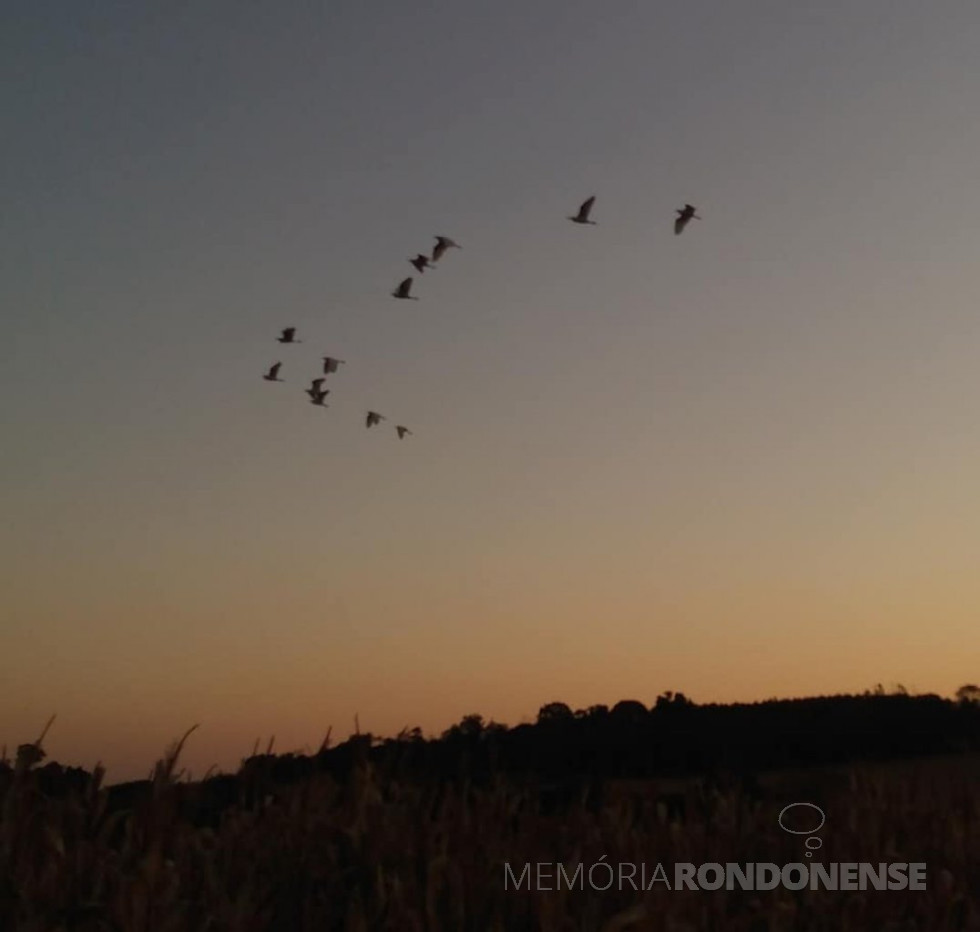 || Outro instantâneo do entardecer em Marechal Cândido Rondon, em 06 de julho de 2021, em imagem feita desde a Linha Concórdia, com o voo das garças ao local de pernoite no Arroio Fundo.
Imagem e crédito: Roselene Zimmermann - FOTO 28 -