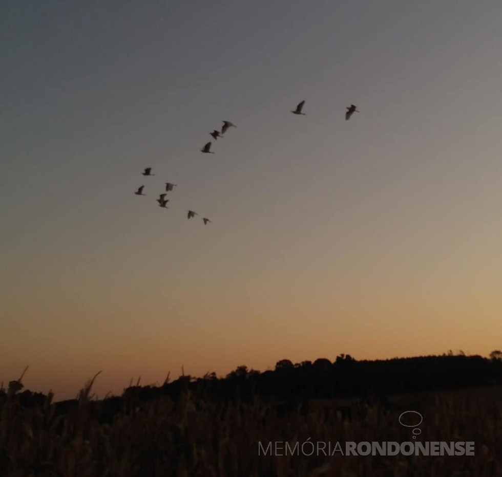 || Outro instantâneo do entardecer em Marechal Cândido Rondon, em 06 de julho de 2021, em imagem feita desde a Linha Concórdia, com o voo das garças ao local de pernoite no Arroio Fundo.
Imagem e crédito: Roselene Zimmermann - FOTO 24 -
