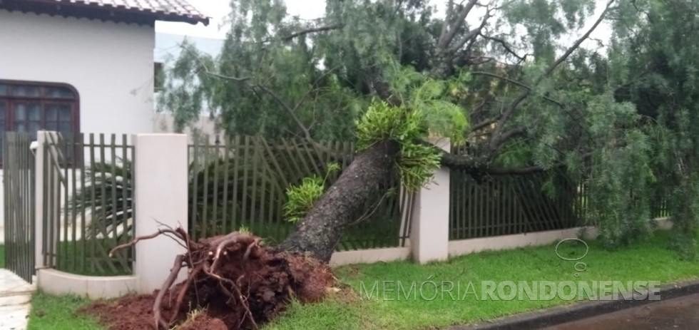 || Uma das muitas árvores derrubadas na cidade de Marechal Cândido Rondon pelo temporal na noite de 13 para 14 de outubro de 2021.
Imagem: Acervo PM-MCR - FOTO 16 -