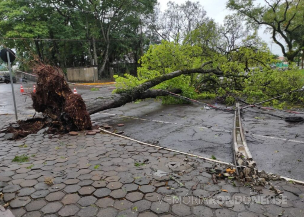 || Outro flagrante de árvore tombada pela força do temporal, na cidade de Marechal Cândido Rondon (PR), na noite de 13 para 14 de outubro de 2021.
Imagem: Acervo Portal Rondon - crédito Fernando Negre do Nascimento - FOTO 17 - 
- 