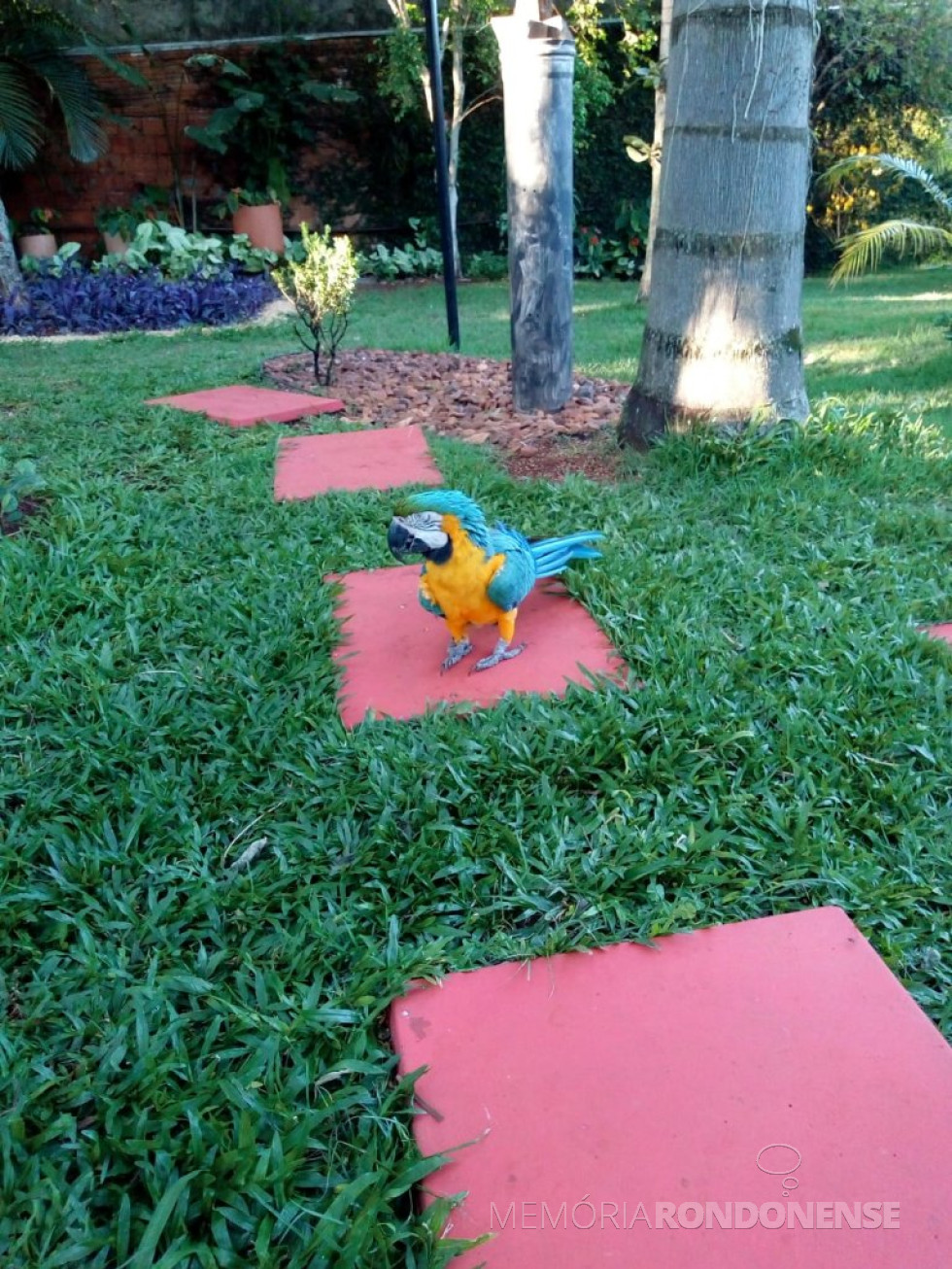 || Arara canindé no jardim do historiógrafo Harto Viteck e esposa Elenita, em 24 de outubro de 2021.
Imagem: Acervo e crédito Elenita Foppa Viteck - FOTO 19 - 