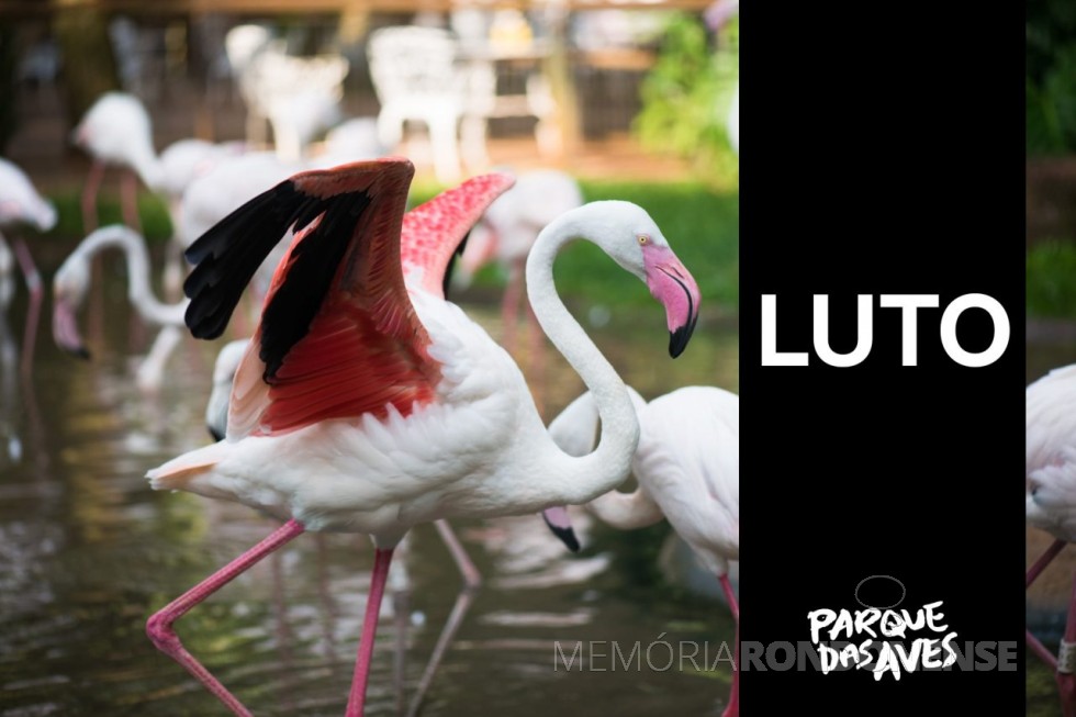|| Card  do Parque das Aves ref. a morte de flamingos, em 09 de novembro de 2021.
Imagem: Acervo da instituição da preservação biológica - FOT0 23 --