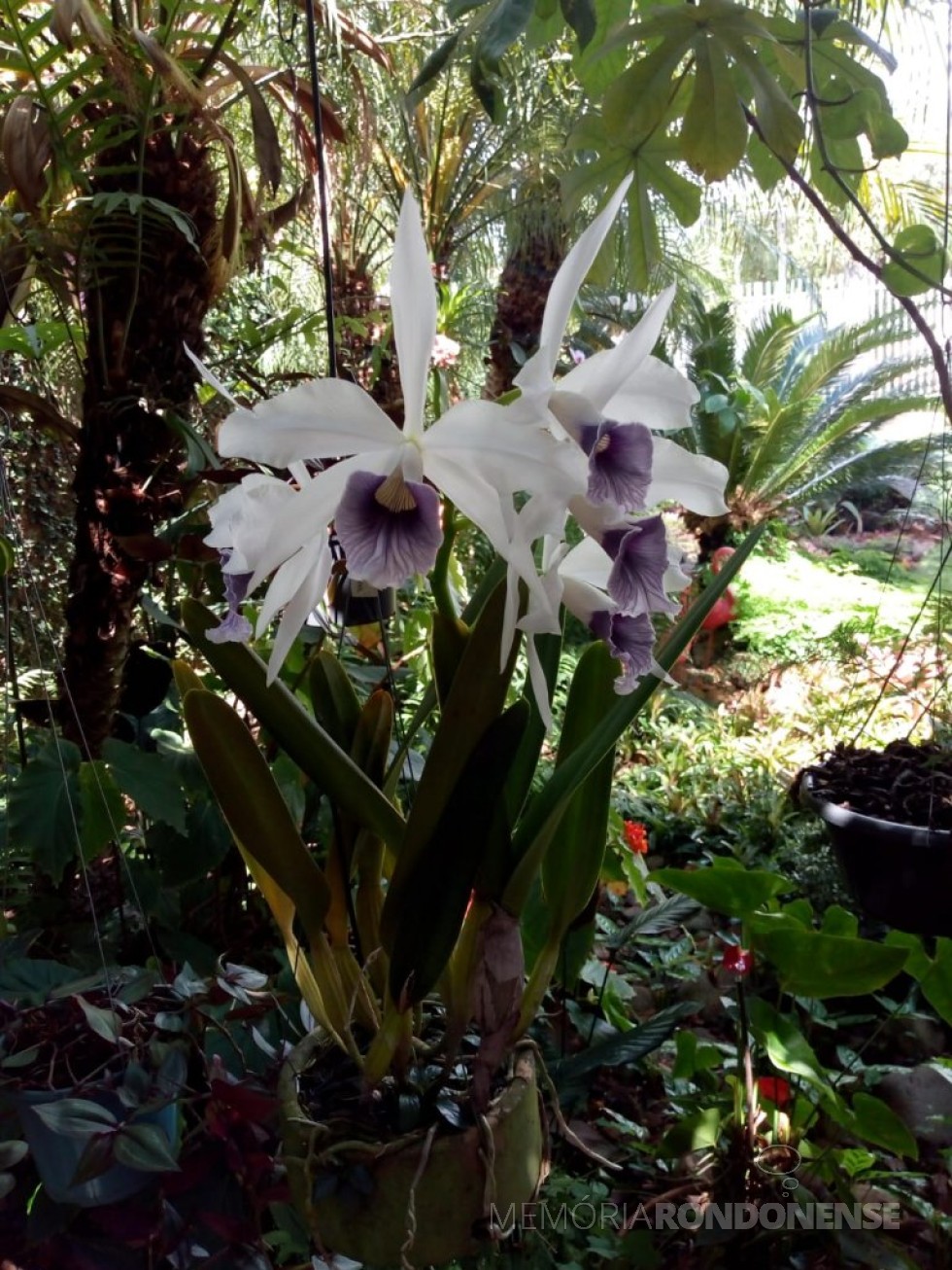 || Esplendor de Primavera: orquídea Laelia purpurata var. werkhauserii no jardim de Elenita Salete Foppa Viteck, esposa do historiógrafo rondonense Harto Viteck.
Imagem: Acervo pessoal - FOTO 8 - 
