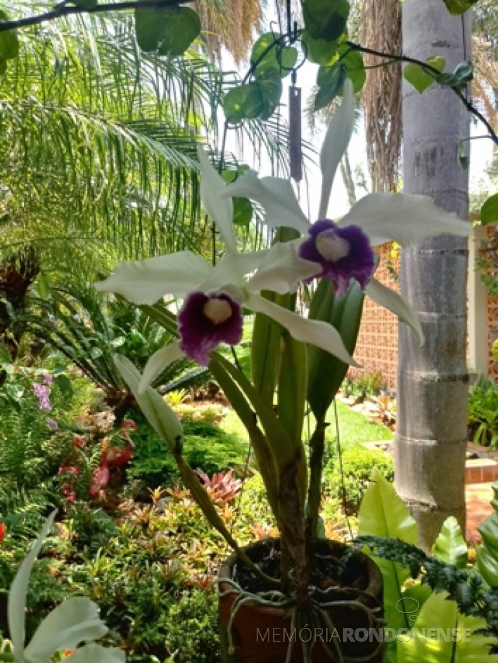 || Laelia purpurata var. roxo violácea em florada na residência do historiógrafo rondonense Harto Viteck, em 07 de novembro de 2021.
Imagem: Acervo pessoal - FOTO 20 -