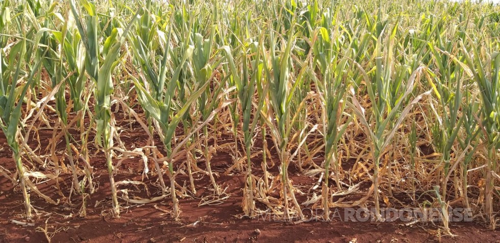 || Cultura de milho secando devido a estigame na propriedade rural do rondonense Valmir Schkalei, em dezembro de 2021.
Imagenm: Acervo pessoal - FOTO 21 - 
