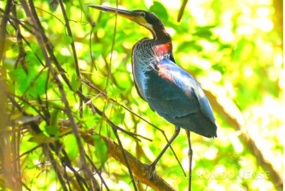 || Garça-real avistada na Reserva Natural Carapã, Paraguai, no começo de janeiro de 2022.
Imagem: Acervo e crédito Edgar Gonzales - FOTO 80 -