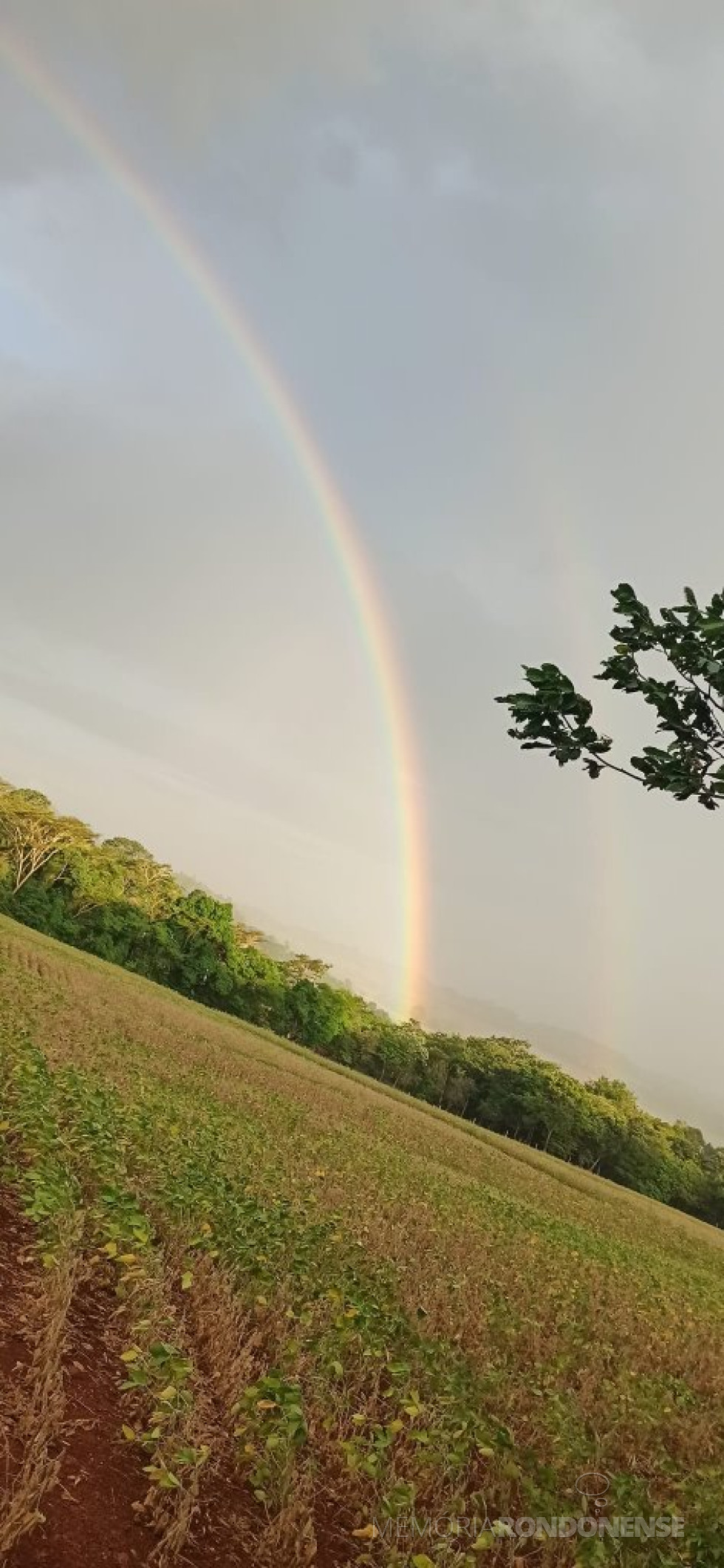|| Vista da precipitação pluviométrica isolada e pontual, em foto tirada desde a Linha Concórdia, na área suburbana de Marechal Cândido Rondon, em 06 de janeiro de 2022.
Imagem: Acervo e crédito da rondonense Cláudia Bock - FOTO 19 -