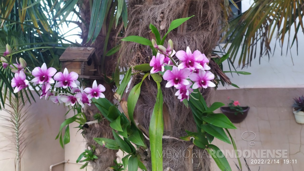 || Florada de uma espécie de Dendrobium, planta nativa do continente asiático, na residência do casal rondonense Cleci (nascida Hardke) e Waldemar Dal Bello.
Imagem: Arquivo e crédito pessoal - FOTO 11 -